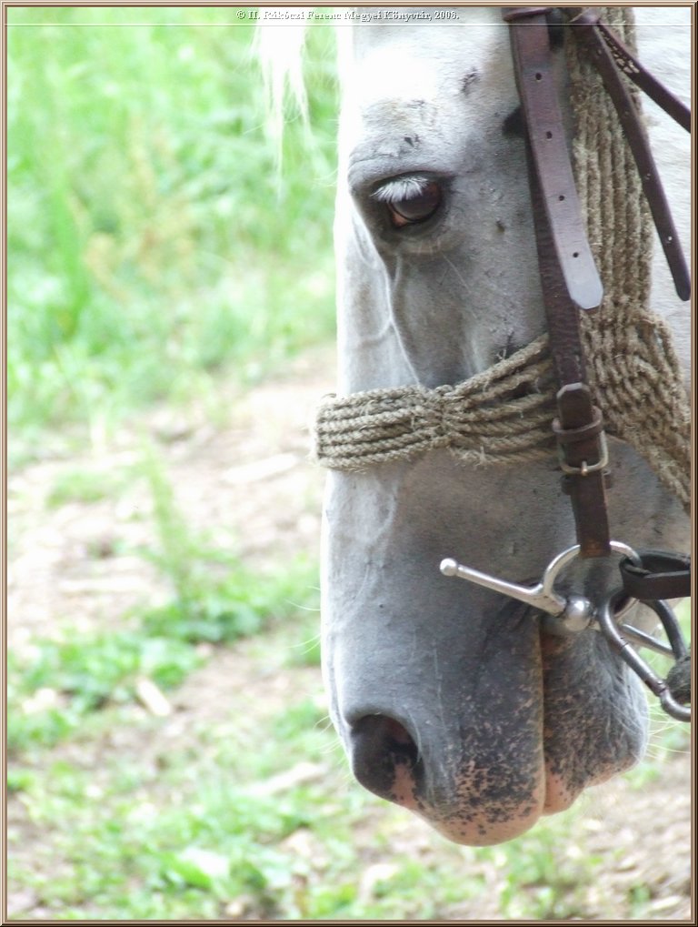 dscf8550.jpg