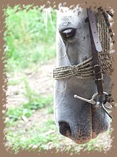 dscf8550.jpg