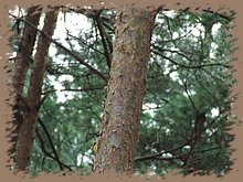 dscf8592.jpg